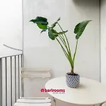 Barirooms - Crisanzio